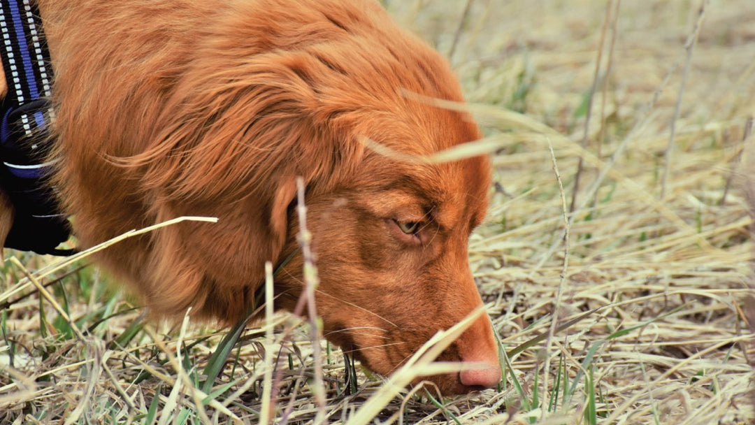 Exploring Local with Ray - Ocean Sales USA